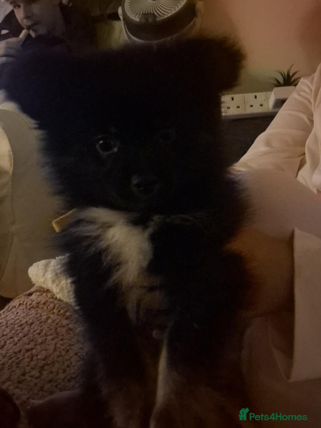 Mixed Breed dogs for sale: 🧸Puppies 🐶 adorable paparainian teddy bear 🧸 - Advert 4