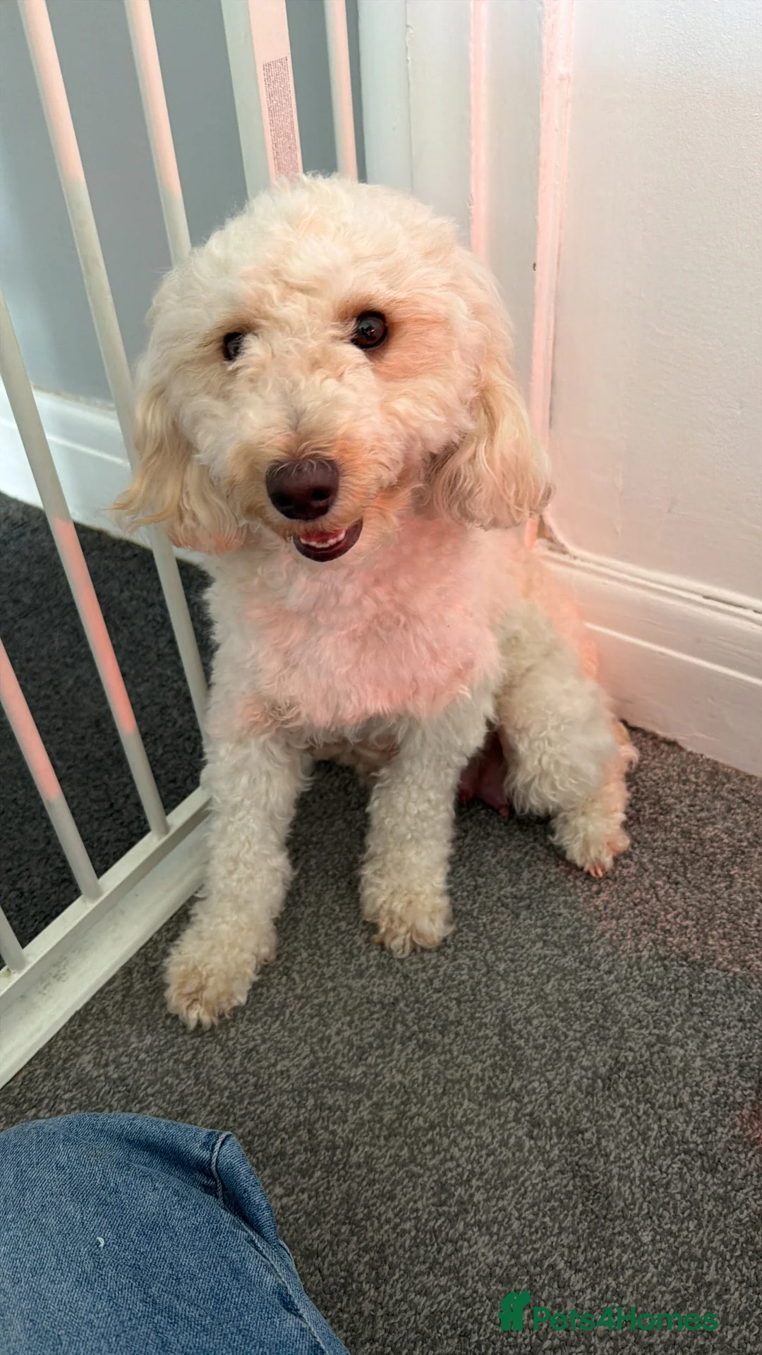 Mixed Breed dogs for sale: Make doxipoo  - Advert 2