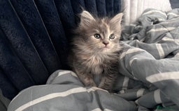 Maine Coon cats for sale: Beautiful female full Maine coon kittens  - Image 9