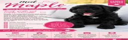 Cockapoo dogs for sale: 🌟 Vet-Checked F2 Cockapoo Girls – Ready 24 July🐾 - Advert 14