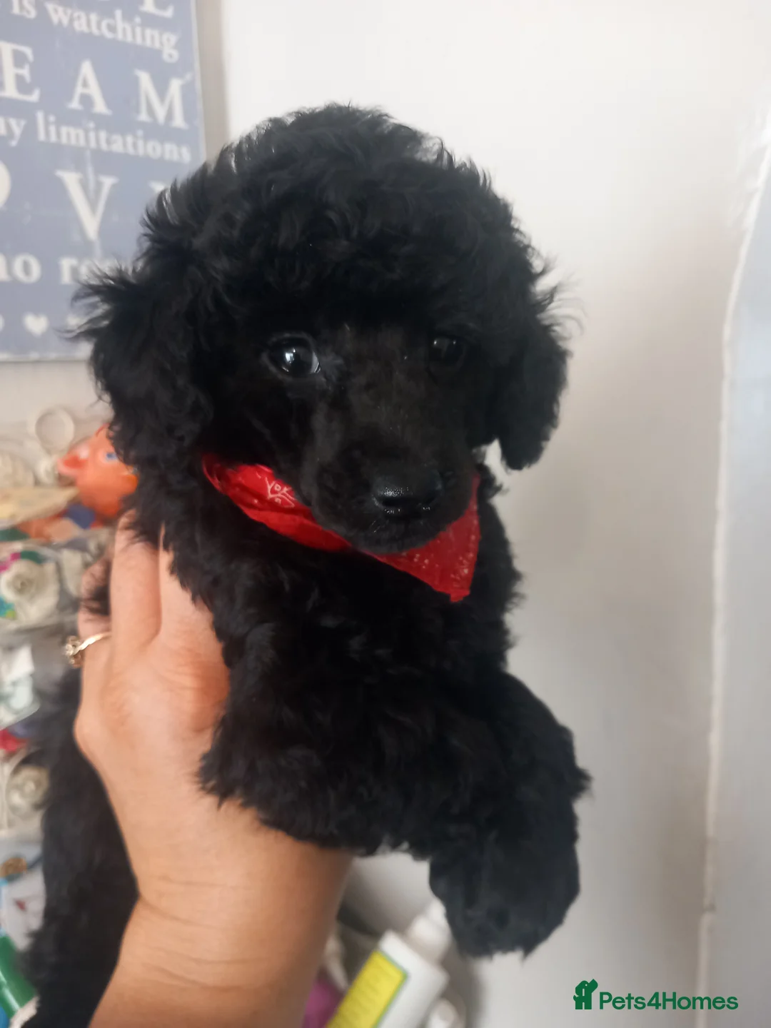 Toy Poodle dogs for sale: BEAUTIFULL TINY KC FULL PEDIGREE TOY POODLES* - Advert 12
