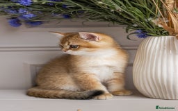 British Shorthair cats for sale: Ready now gorgeus Golden British SH male kitten - Image 21