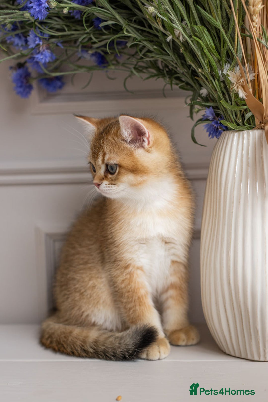 British Shorthair cats for sale: Ready now gorgeus Golden British SH male kitten - Image 21