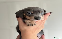 Miniature Dachshund dogs for sale: Kc reg Miniature Dachshund Puppies 🐶 💕 - Image 3