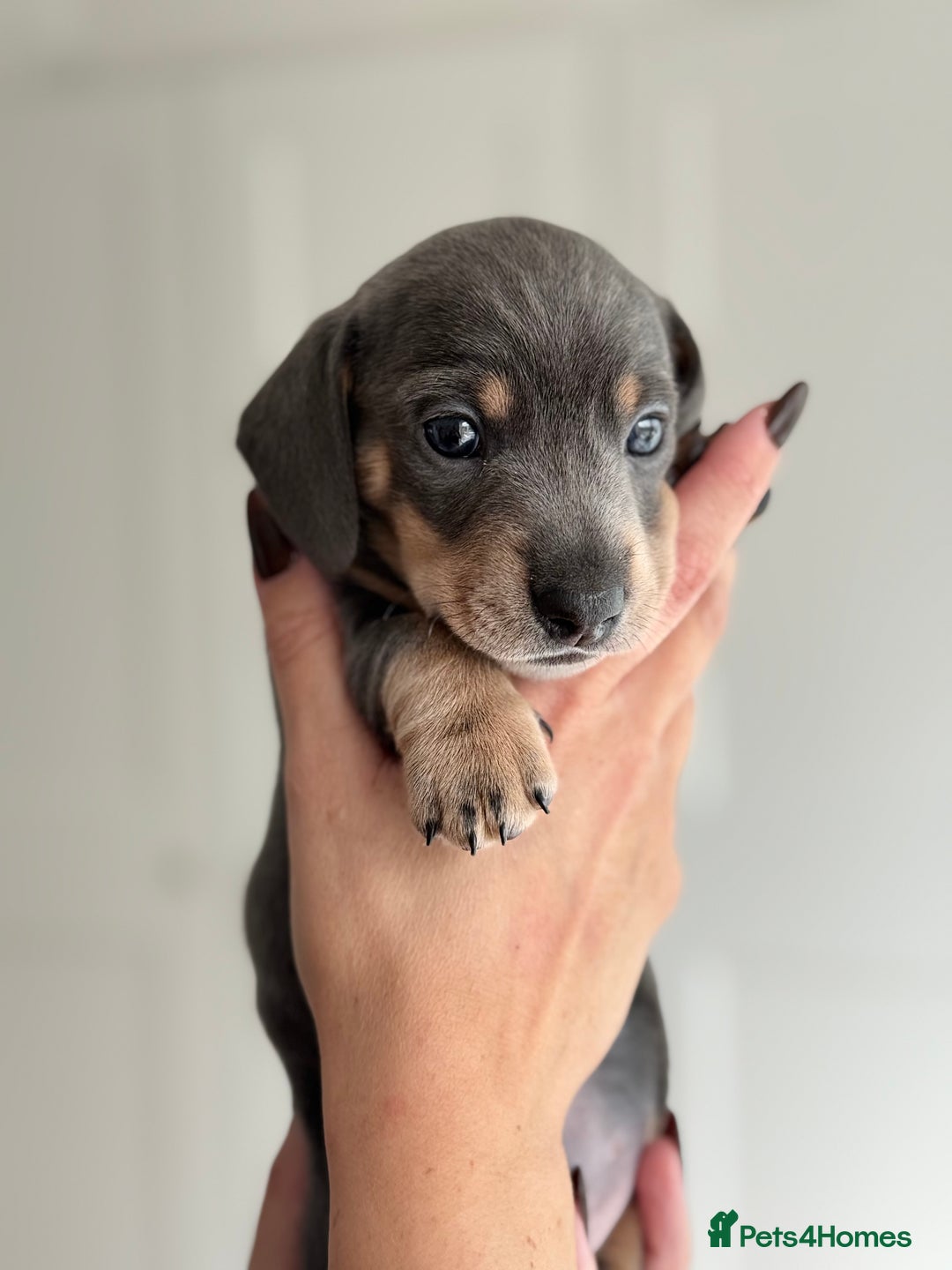 Miniature Dachshund dogs for sale: Kc reg Miniature Dachshund Puppies 🐶 💕 - Image 3