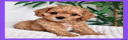 Cavapoo dogs for sale: Gorgeous cavapoo puppies from DNA tested parents - Advert 39
