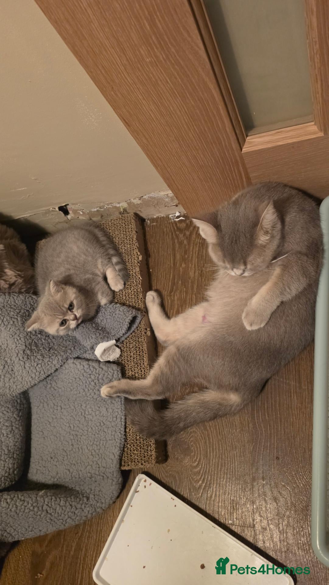 British Shorthair cats Chinchilla BSH - Advert 1