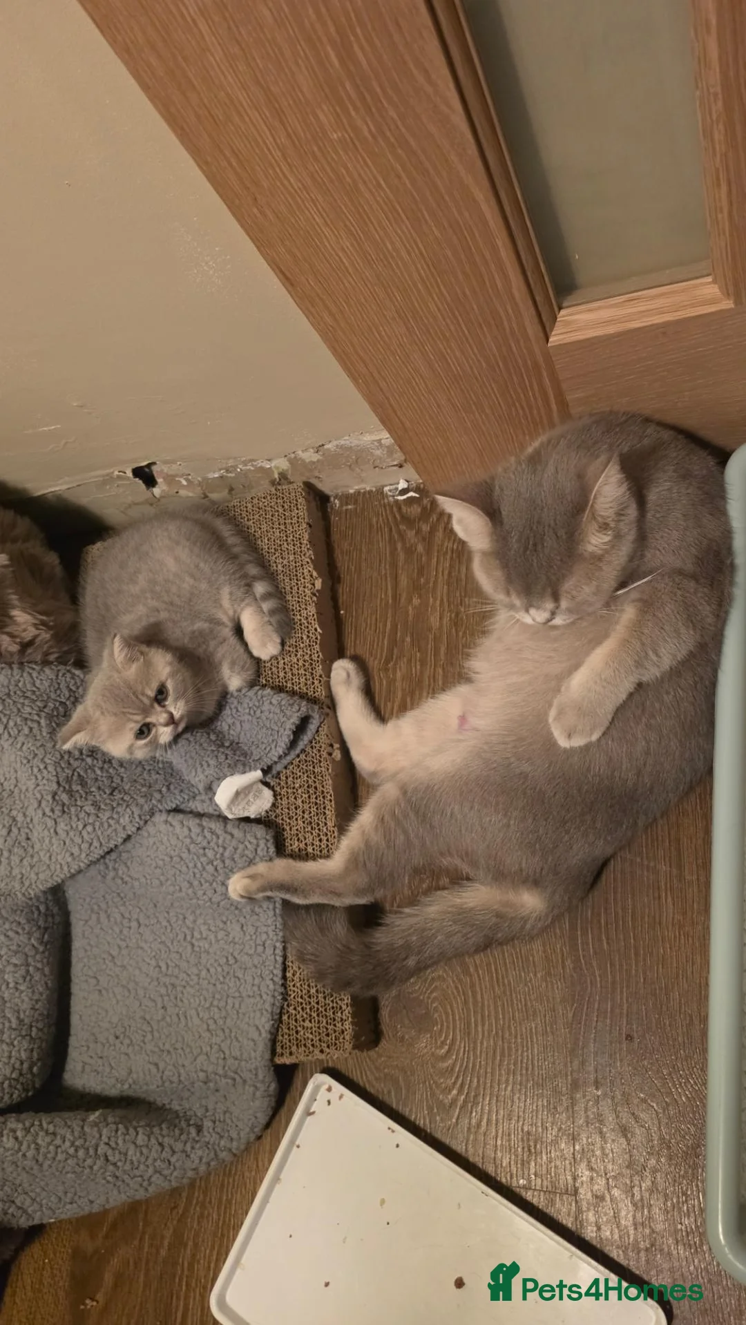 British Shorthair cats for sale: Chinchilla BSH - Advert 1