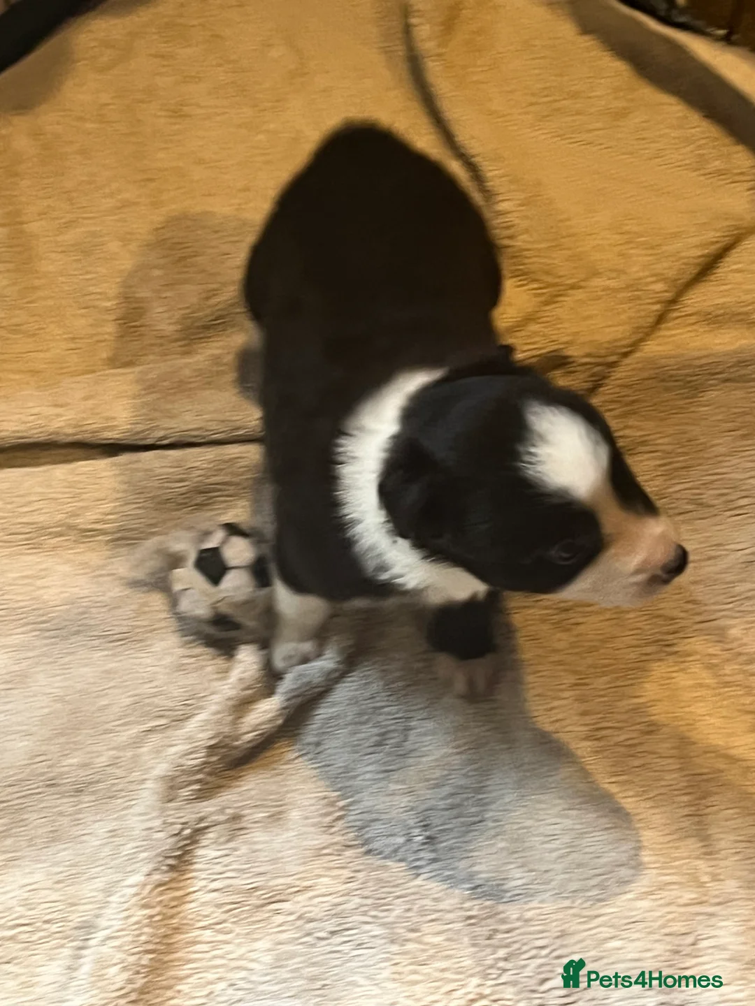 Border Collie dogs for sale: Border collie puppies, excellent litter!!  - Advert 28