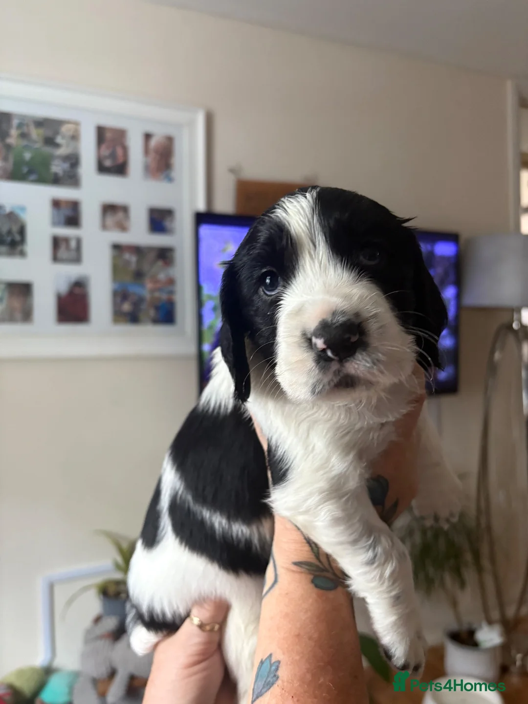 Cocker Spaniel dogs for sale: cocker spaniel puppies in Taunton - Advert 2