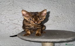 Bengal cats for sale: Male bengal kitten  - Image 2