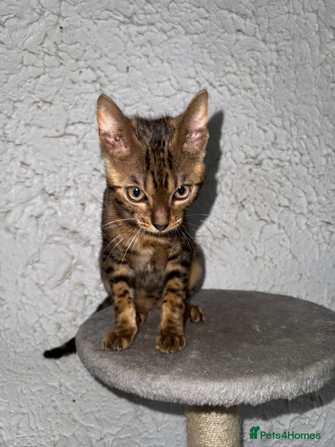 Bengal cats for sale: Male bengal kitten  - Image 2