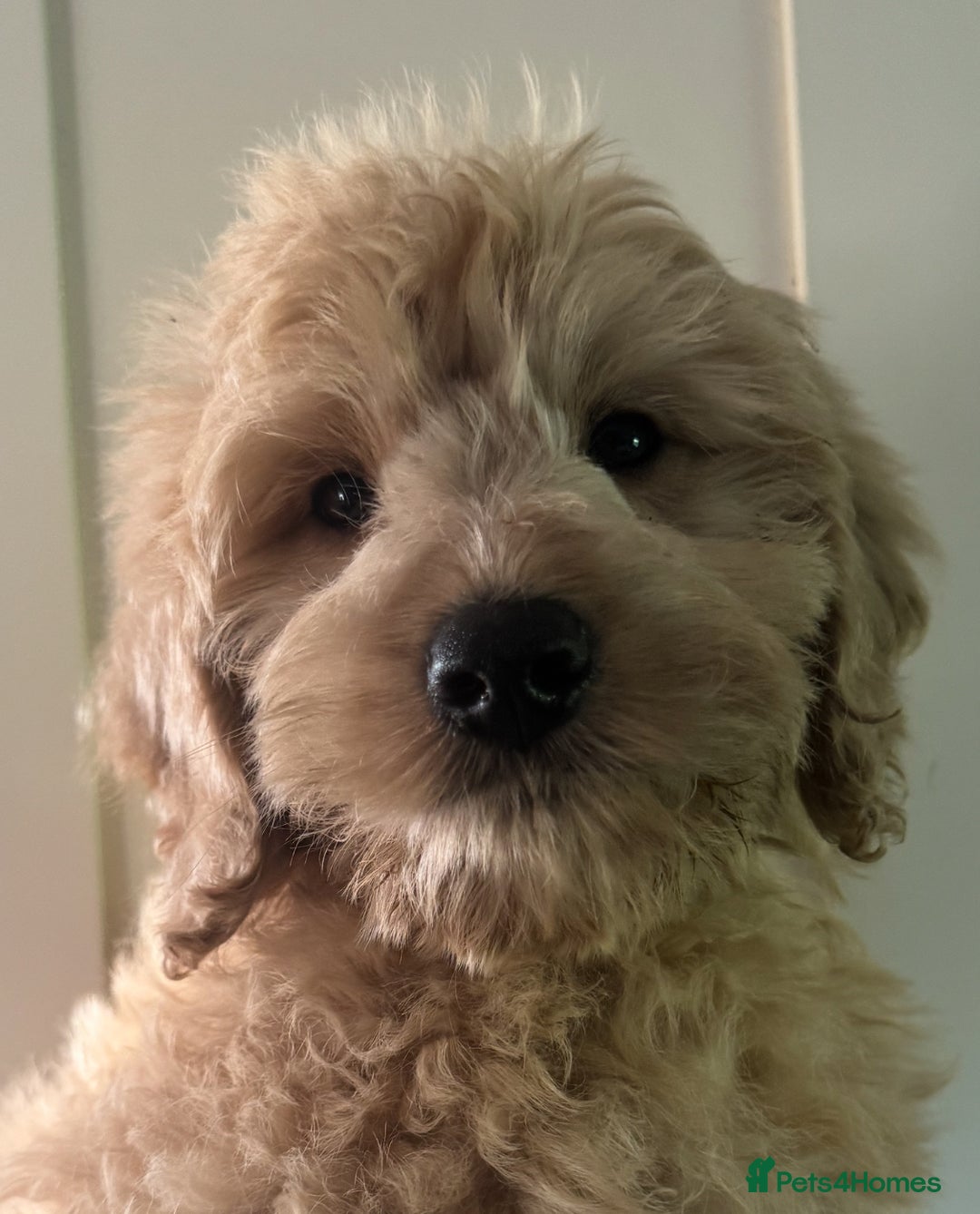 Goldendoodle dogs for sale: Humphrey – Male F1B Miniature Goldendoodle | - Advert 2