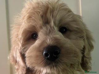 Goldendoodle dogs Humphrey – Male F1B Miniature Goldendoodle | - Advert 1