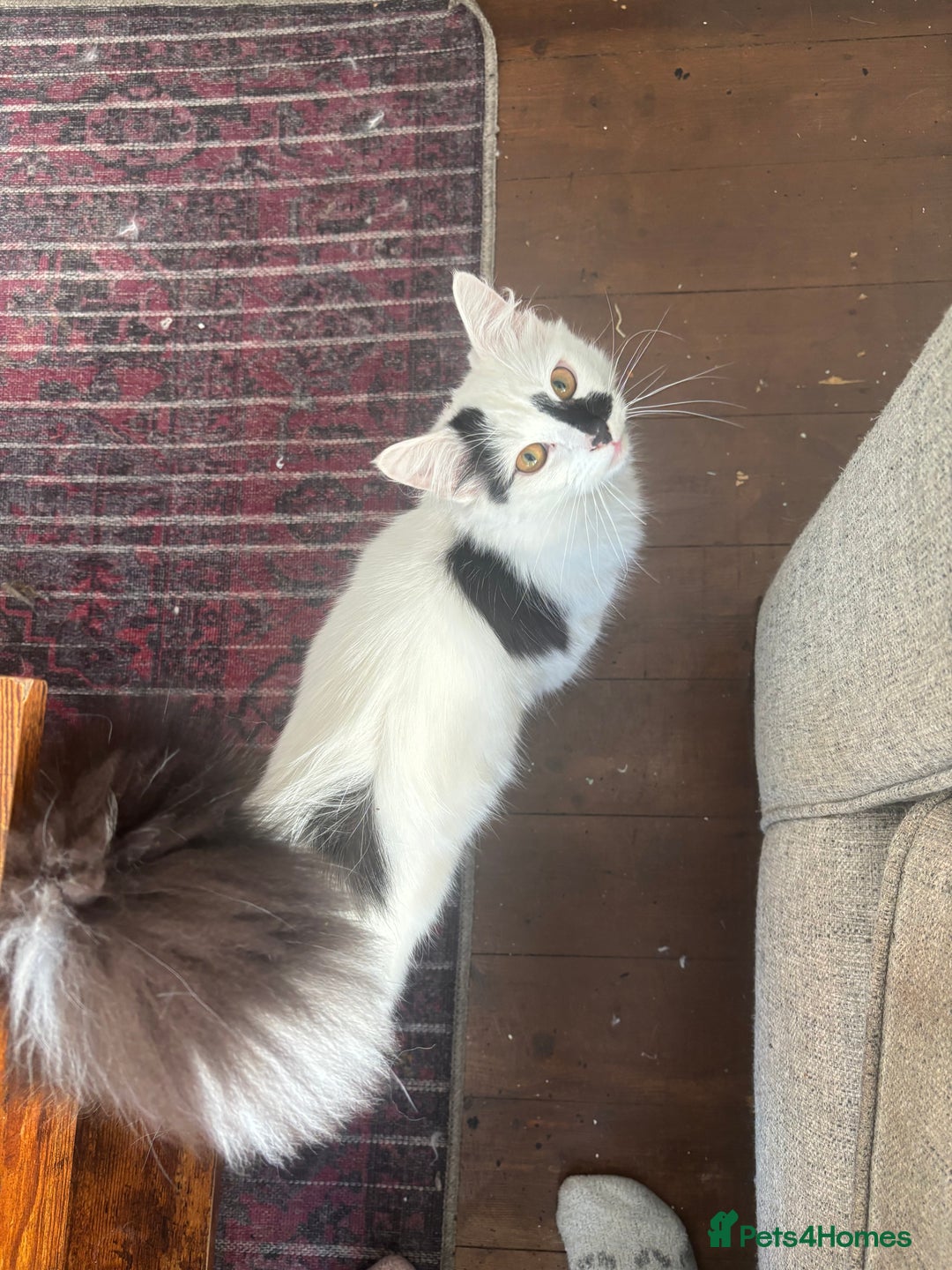 Turkish Angora cats for sale: Turkish angora mix. Male  - Advert 5