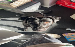 Mixed Breed dogs for sale: Peggy looking for her forever home  - Advert 1