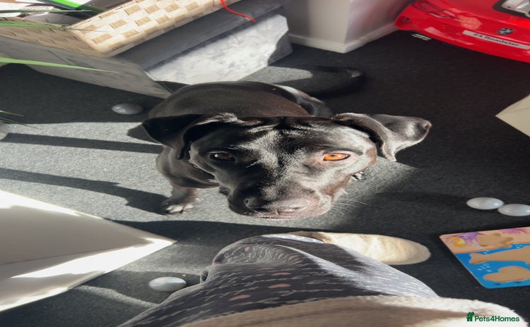 Mixed Breed dogs Peggy looking for her forever home  - Advert 1