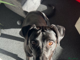 Mixed Breed dogs Peggy looking for her forever home - Advert 14