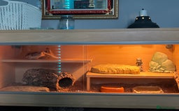 Bearded Dragon reptiles for sale: Male red striped bearded dragon and enclosure  - Image 2