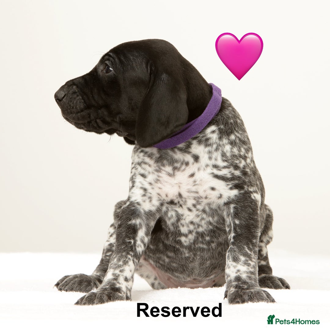 German Shorthaired Pointer dogs for sale: Stunning litter of German Shorthaired Pointers - Advert 3