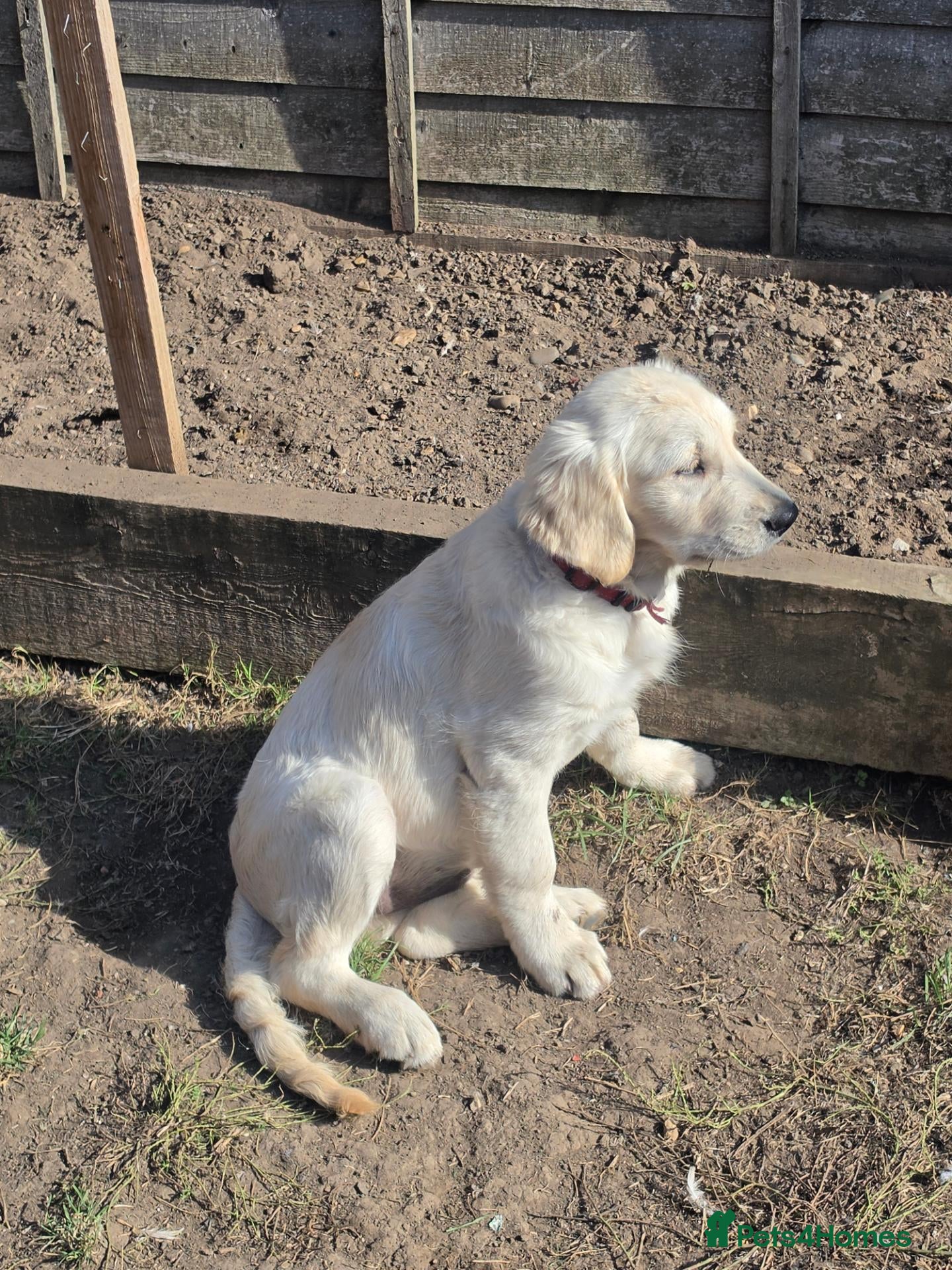 Golden Retriever dogs Ready to go now,  - Advert 2