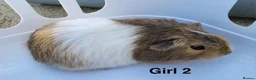 Guinea Pig rodents for sale: Baby Guinea pigs  - Advert 2