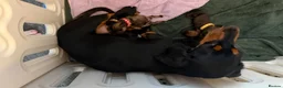 Mixed Breed dogs for sale: Dachshund cross Frenchie in Maidstone - Advert 2