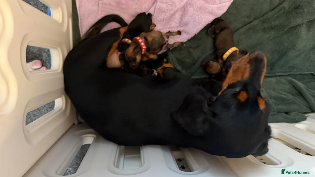 Mixed Breed dogs for sale: Dachshund cross Frenchie in Maidstone - Advert 2