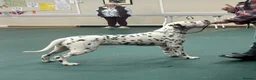 Dalmatian dogs for sale: Stunning Black-Spotted Dalmatian Male in Immingham - Advert 3