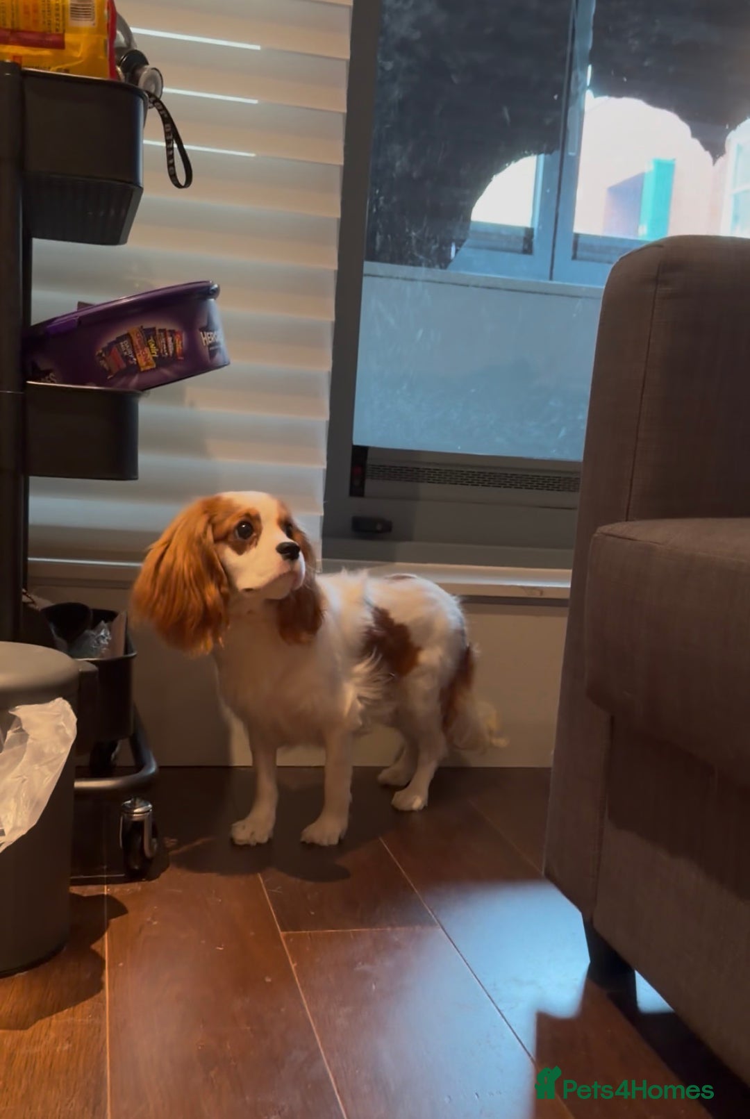 Cavalier King Charles Spaniel dogs for sale: Lovely king charles spaniel looking for a new home - Advert 2