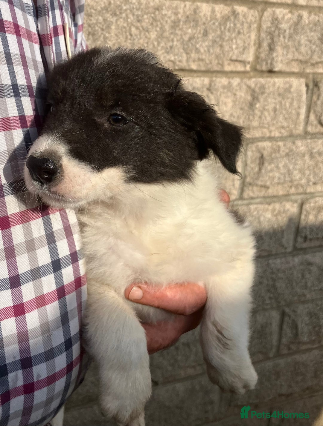 Border Collie dogs for sale: Pure border collies ready now  - Image 20