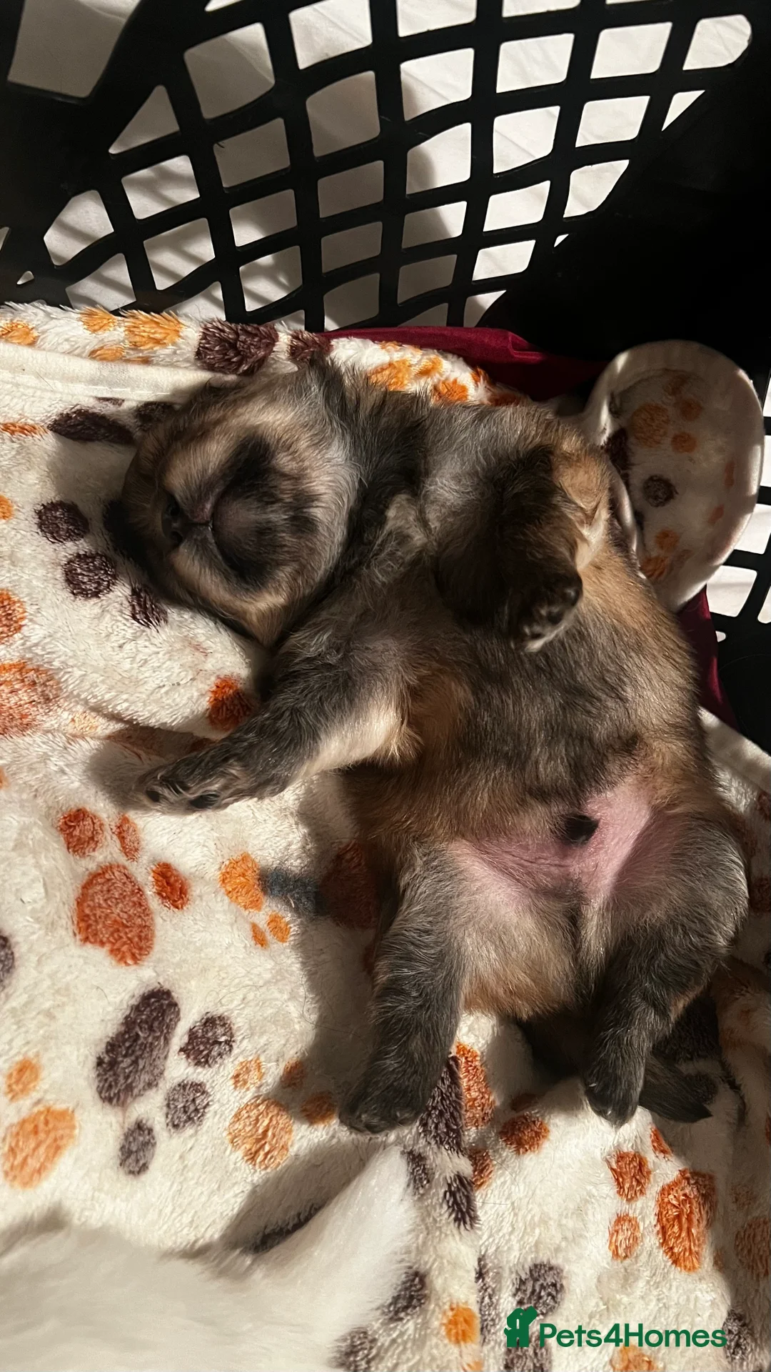 Pomeranian dogs for sale: 👑Perfect Pomeranian puppies 🐶  - Advert 2
