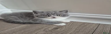 British Shorthair Kitten 2