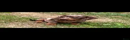 Dachshund dogs for sale: 7 beautiful Dachshunds  - Advert 5