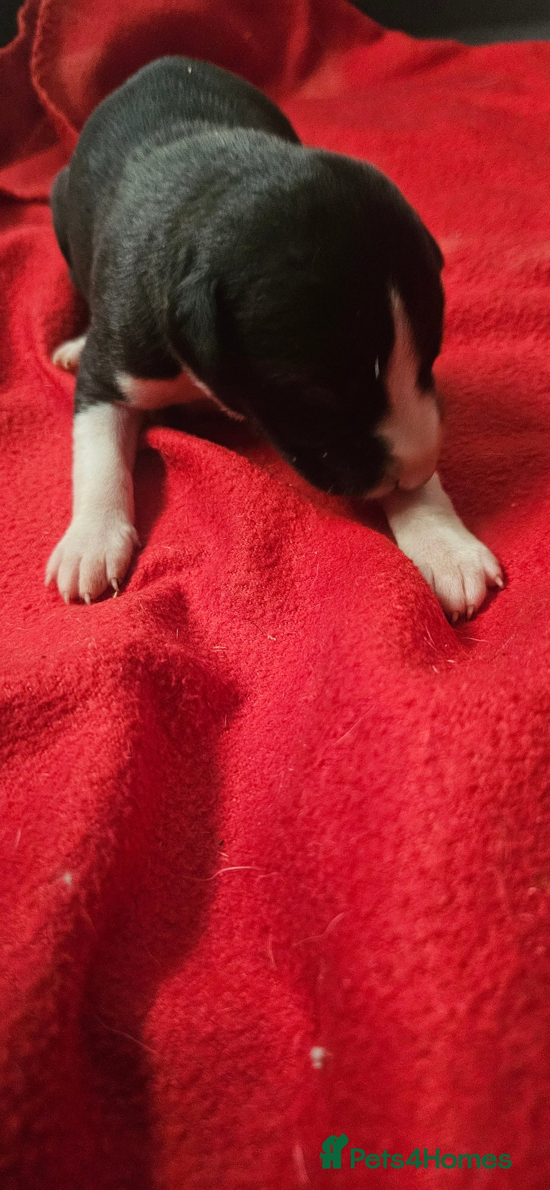 Whippet dogs for sale: KC HEART AND HEALTH TESTED WHIPPETS - Image 15