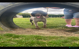 Standard Poodle dogs for sale: Gorgeous Chocolate Standard Poodle Ladies  - Image 8
