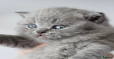 British Shorthair cats - Advert 5