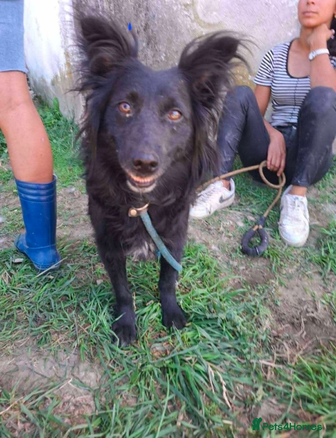 Mixed Breed dogs for adoption: Meet Dixie, currently residing in Wiltshire  - Advert 7