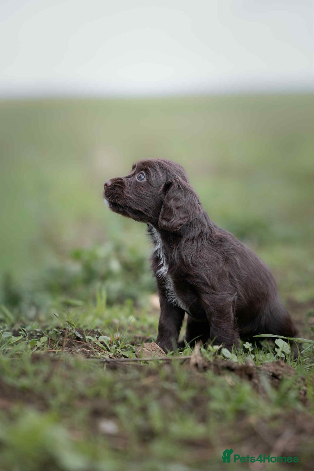 Cocker Spaniel dogs for sale: Litter of beautiful KC registered working cockers - Image 11