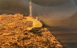 Skink reptiles for sale: Ocellated Skink with Full Setup - Image 2