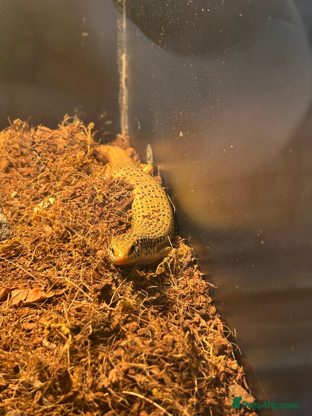 Skink reptiles for sale: Ocellated Skink with Full Setup - Image 2
