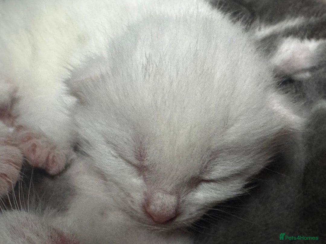 Domestic Shorthair cats for sale: One white female kitten. - Image 5