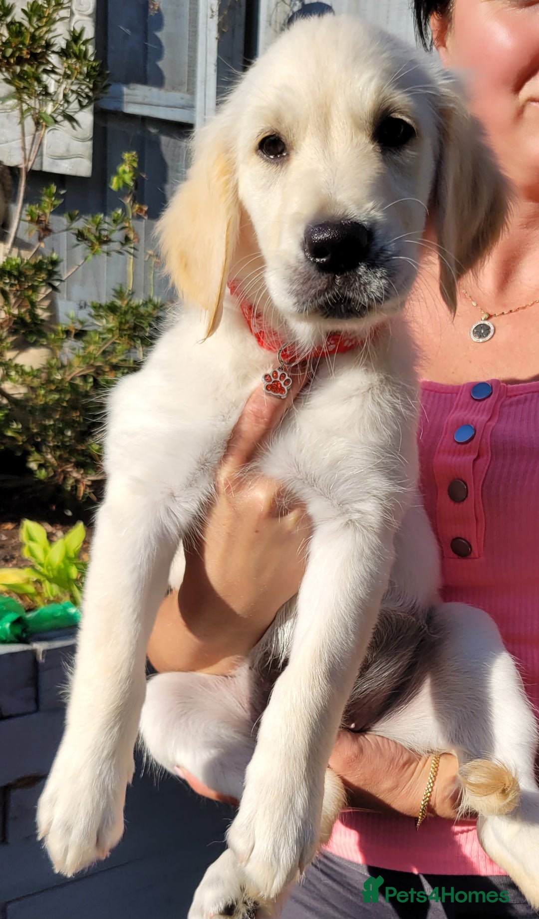 Golden Retriever dogs for sale: READY NOW Stunning Golden Retriever PUPPIES-3 LEFT - Image 19
