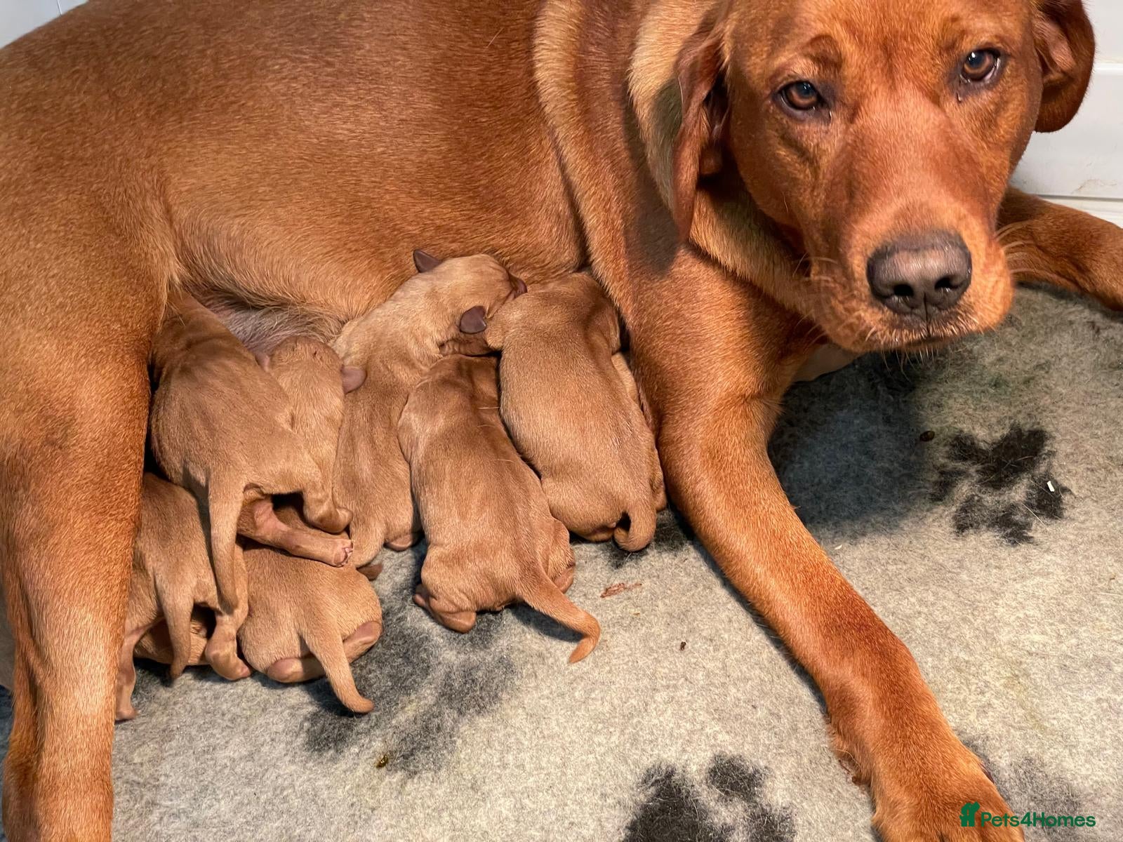 Labrador Retriever dogs For Sale Fox Red Labrador pups - Advert 3