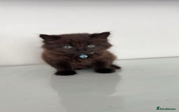 Mixed Breed cats for sale: Kitten long hair  - Image 1