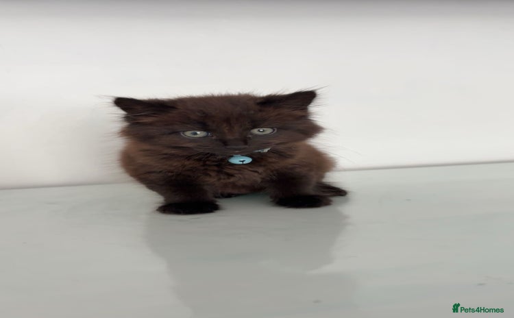 Mixed Breed cats - Advert 11