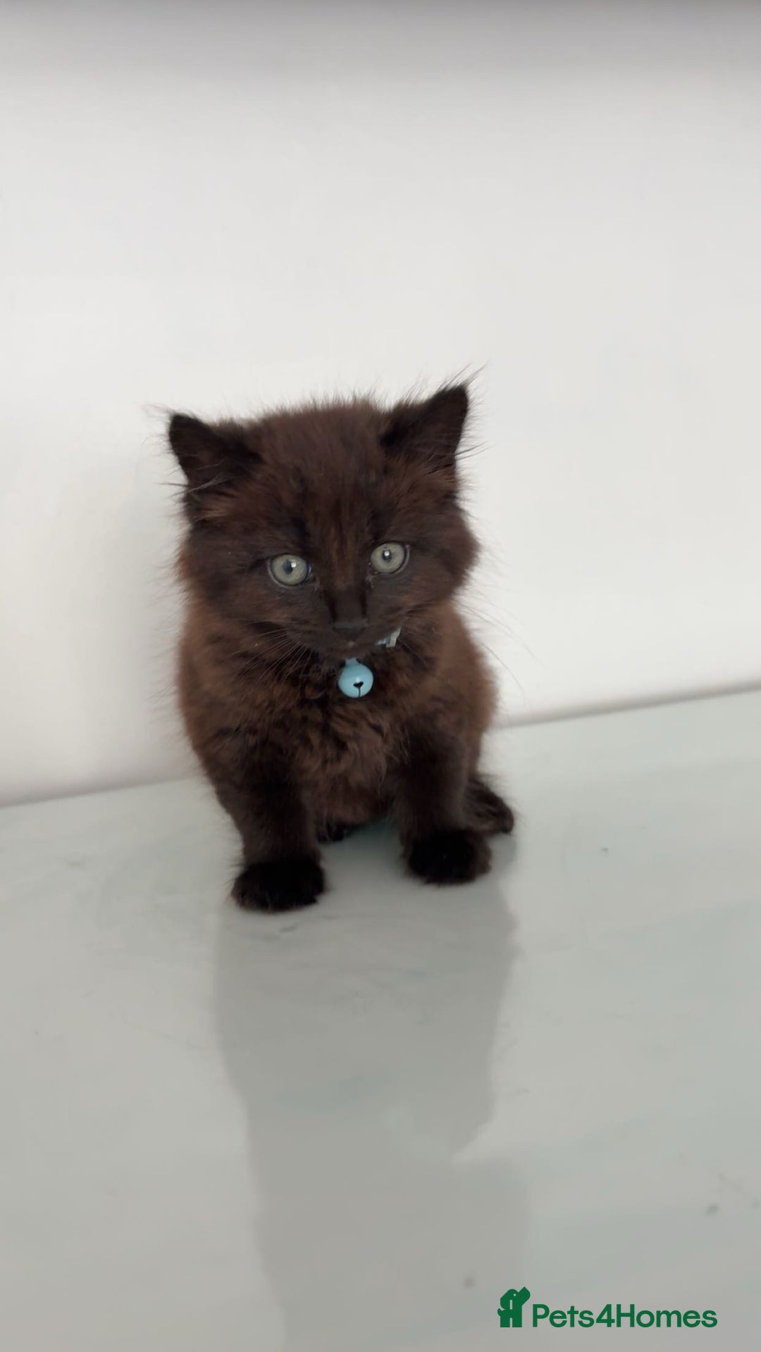 Mixed Breed cats for sale: Kitten long hair  - Image 1