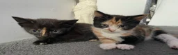 Mixed Breed cats for sale: 2 female kittens for sale in Brum!! in Birmingham - Advert 1