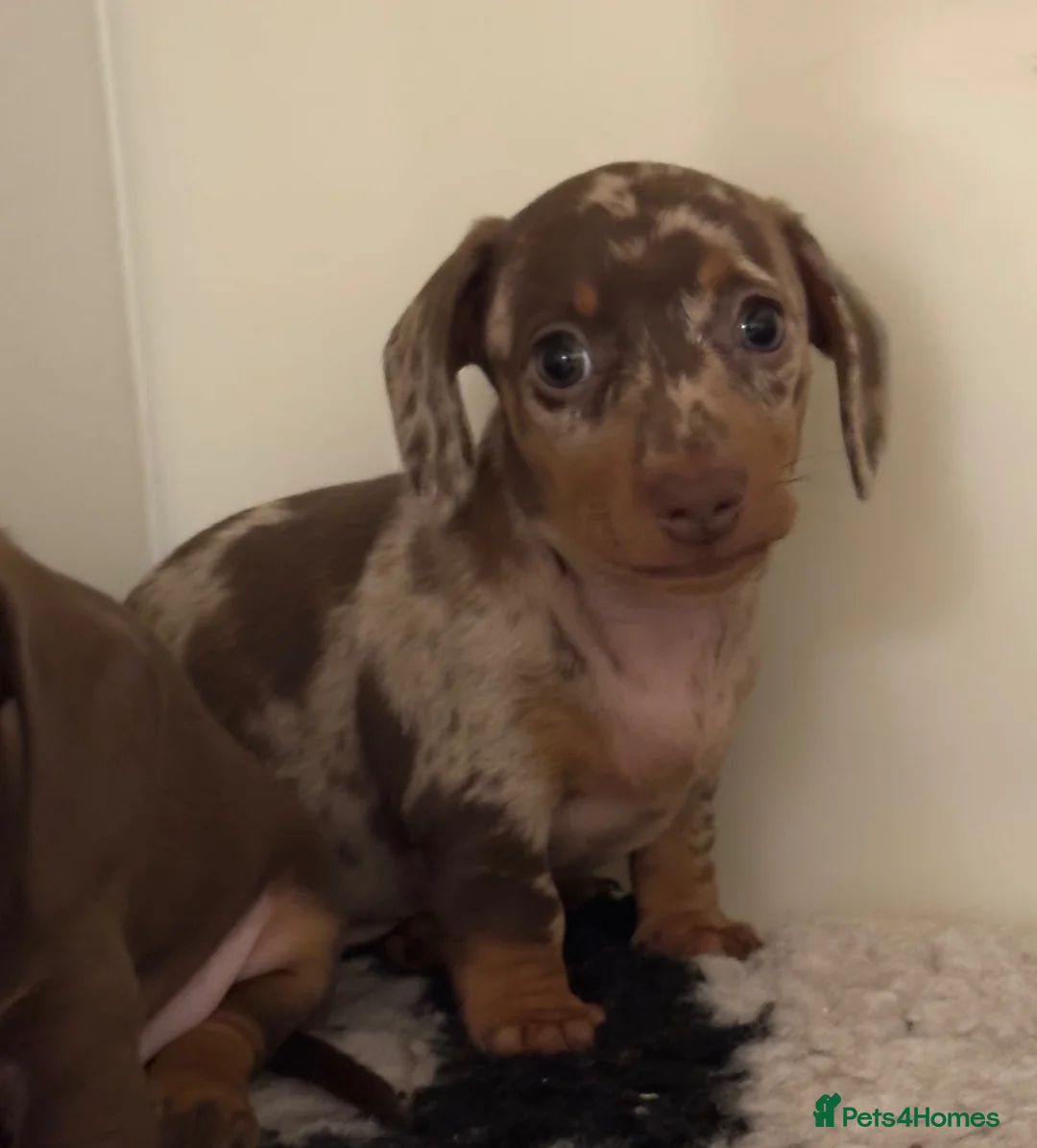 Miniature Dachshund dogs for sale: Kc reg pra minature dachunds  - Advert 6