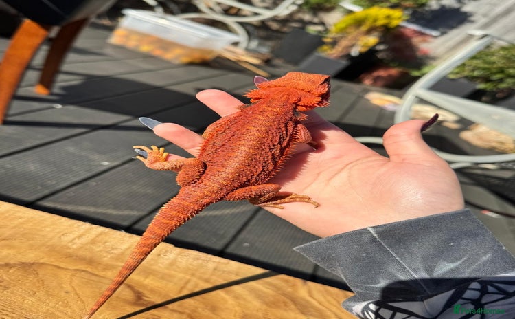 Bearded Dragon reptiles - Advert 8